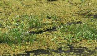 Baby alligator!